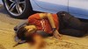 china-jimmyshan2-101619-160.gif