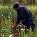 myanmar-opium-poppy-field-shan-state-mar5-2016-75.gif