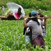myanmar-villagers-remove-body-lashio-june30-2016-75.jpg