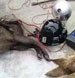 tibet-poachers-jan152016-75.jpg