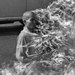 vietnam-self-immolation-75.gif